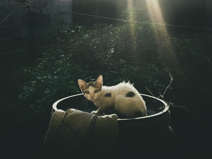 Cat ??