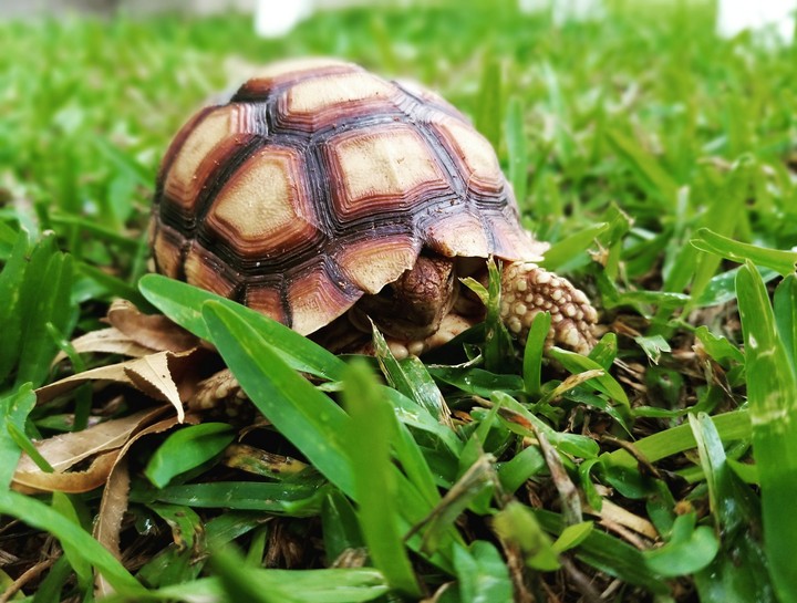 leave me the shell alone.