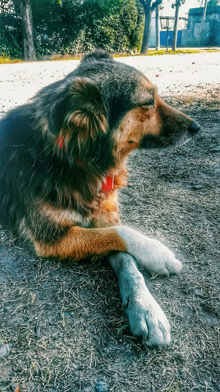 female dog