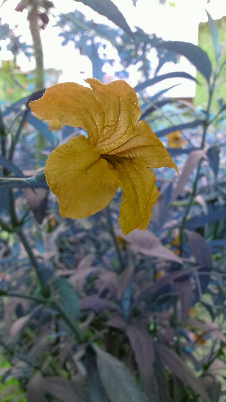 flower