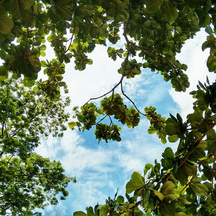 trees and sky