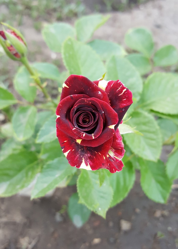 Роза