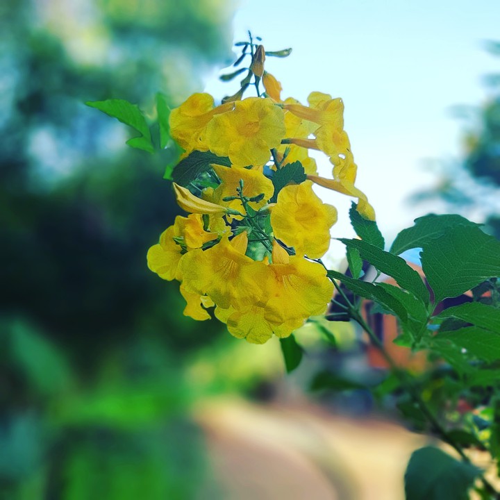 Yellow