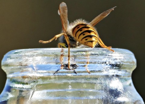 Yellow, hymenopterans wallpapers