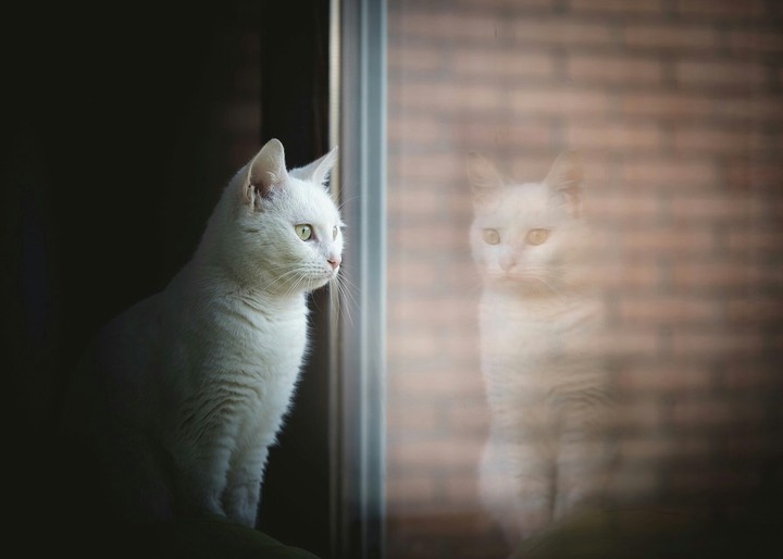 my cat