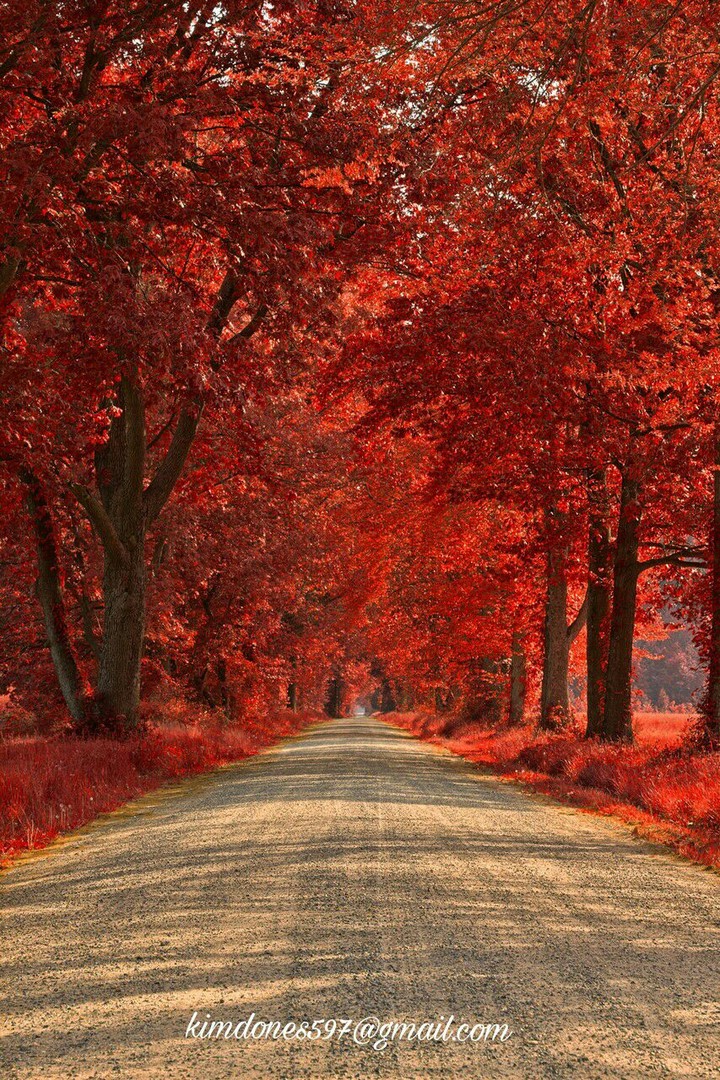 walk red winds