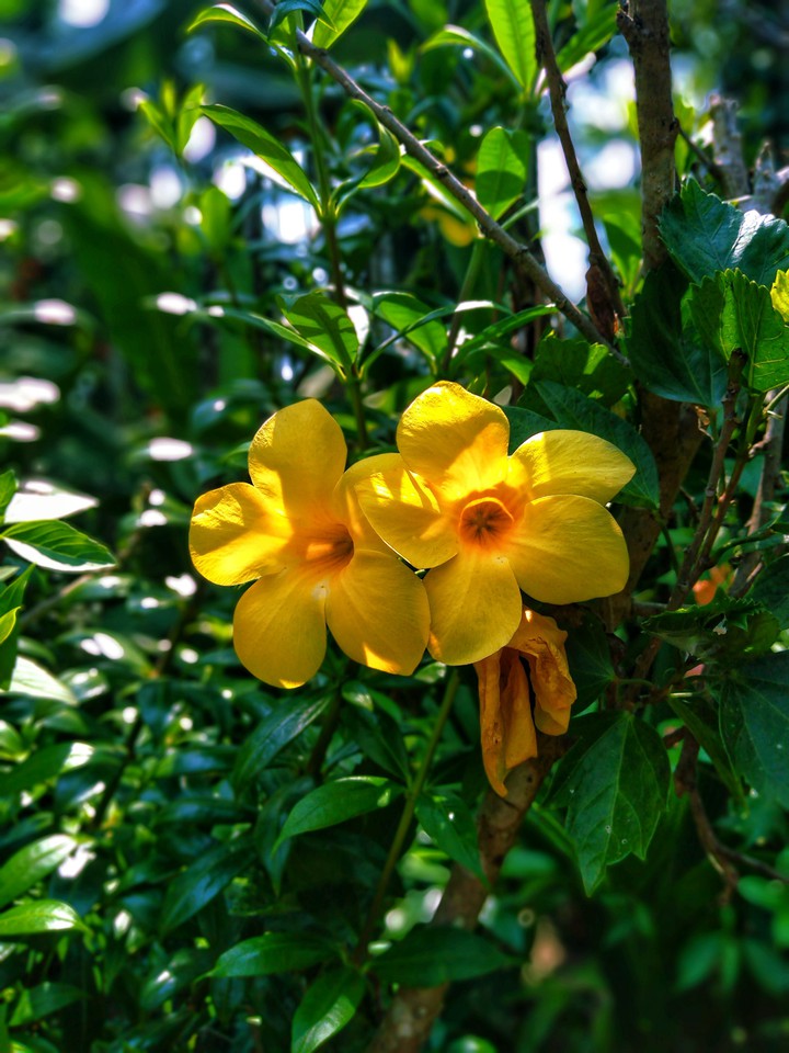 flowers ..