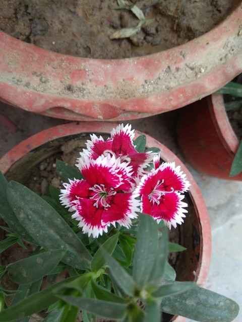 dianthus