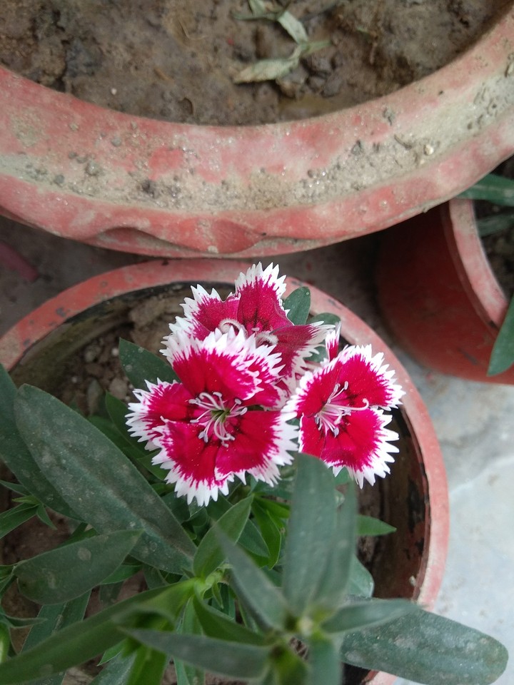 dianthus