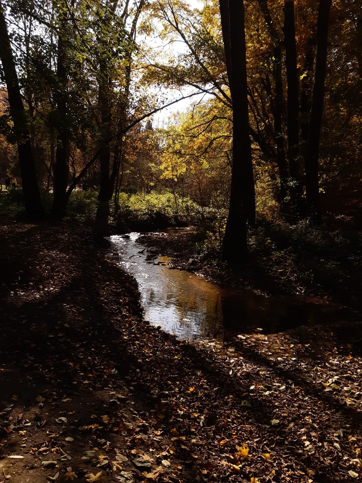 Brook and the Light