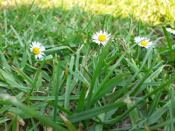fleur