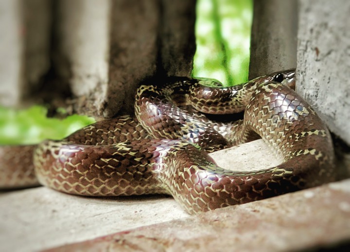 snake
