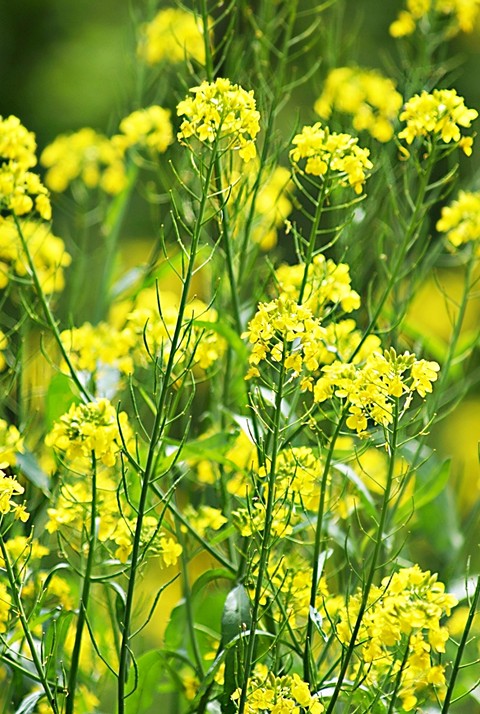 ταπετσαρίες wildflower, Yellow