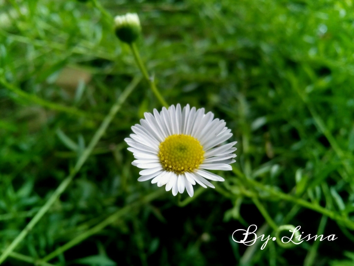 A white flower