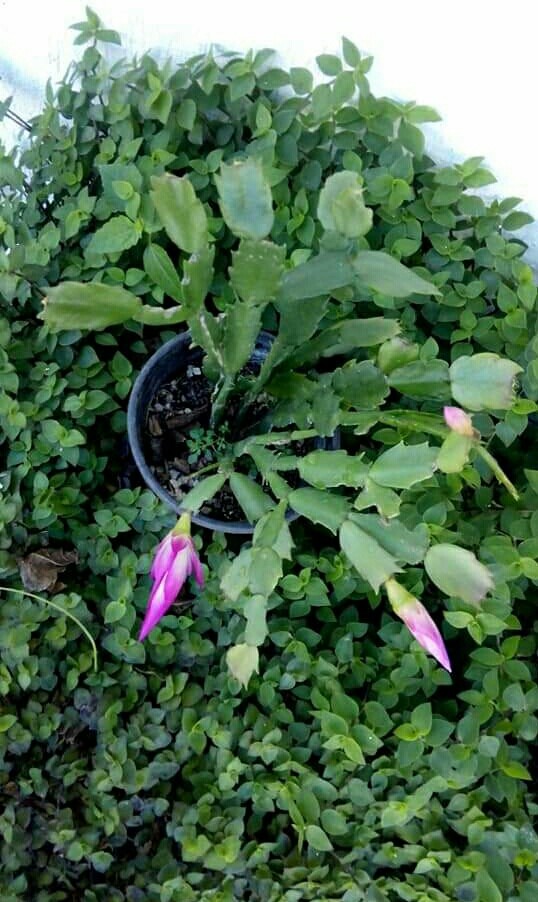 flores