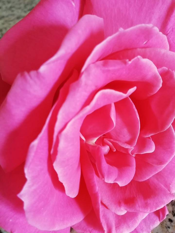 rose