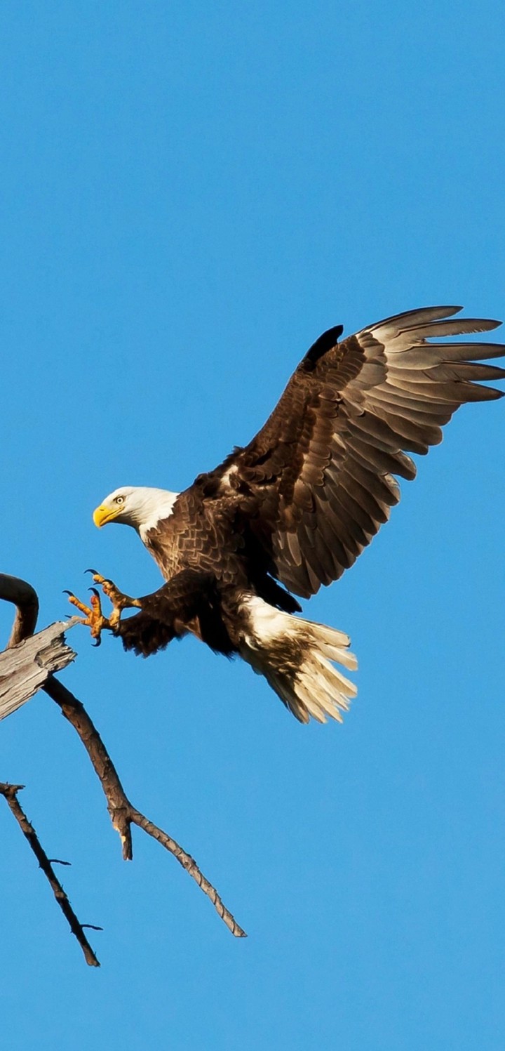 eagle