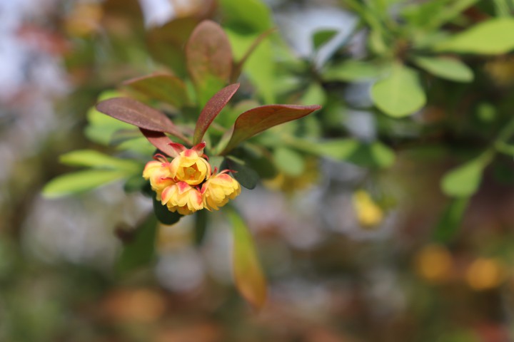 숲