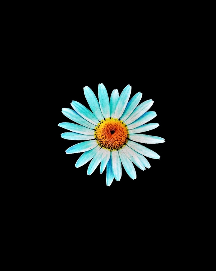 flower in the black