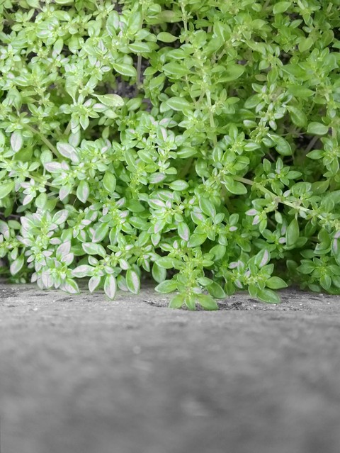 เคียงดิน