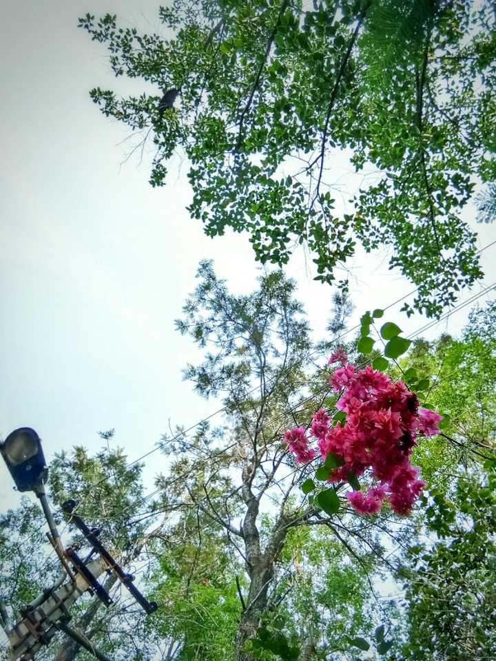 Pink flowers and Street light!