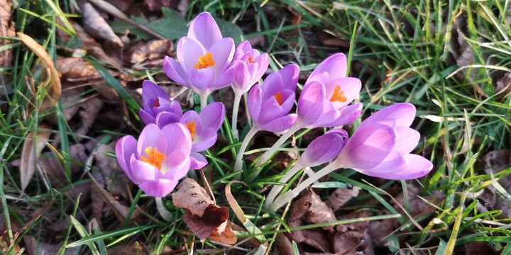 Krokusse