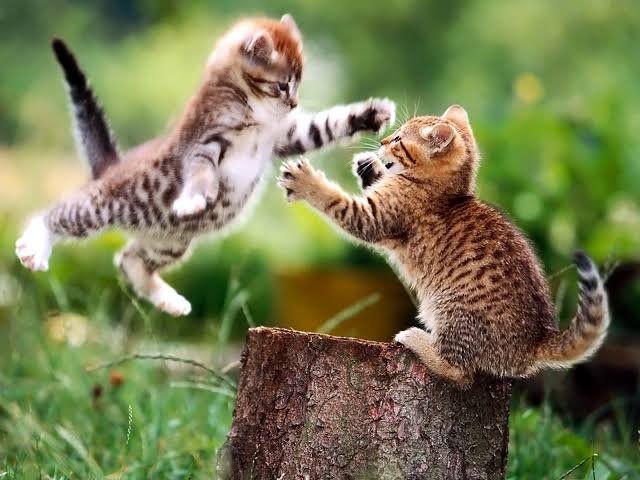 friends