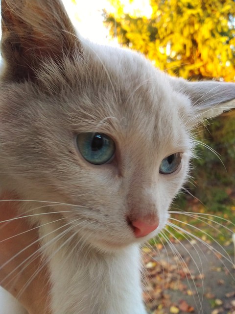 My cat