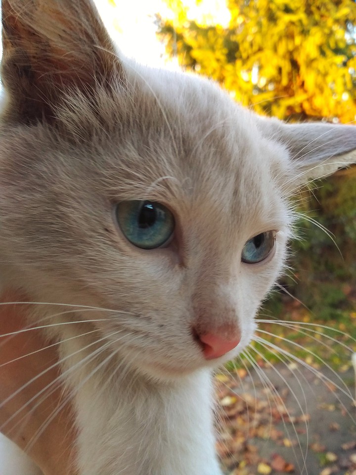 My cat