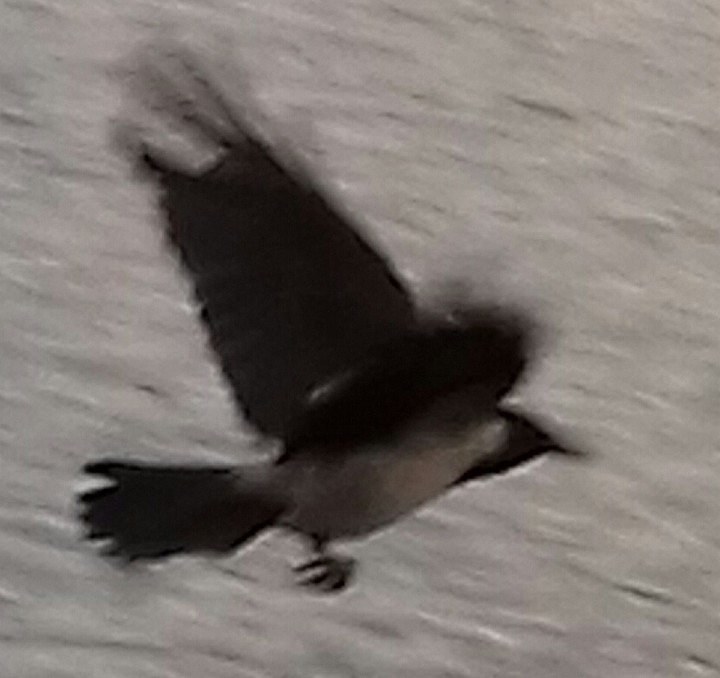 летящий ворон