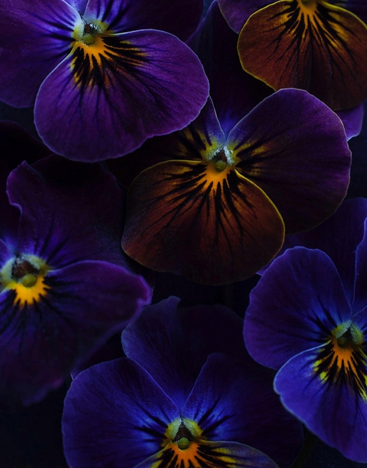 pansies