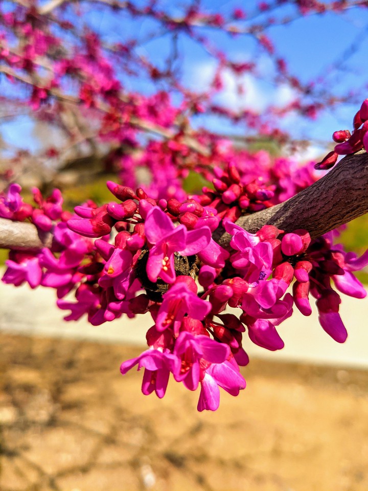 spring, flower, beautiful