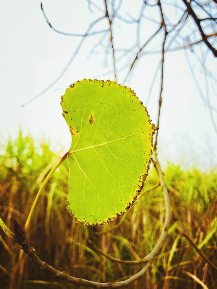 green leaf