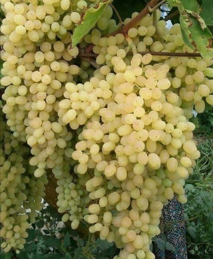 Grape