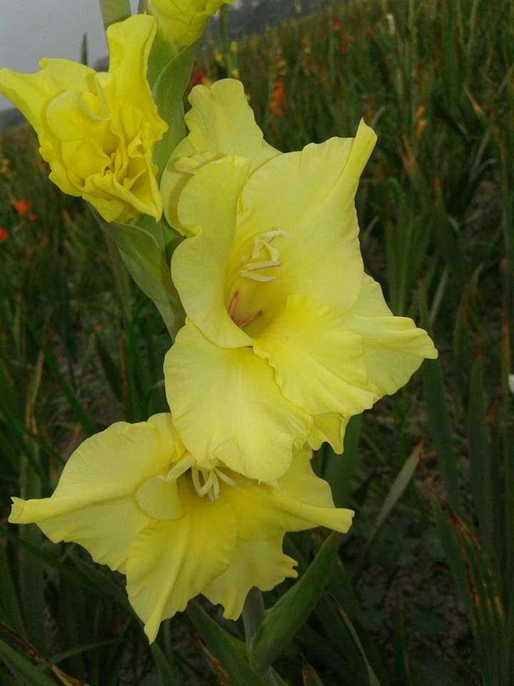 yellow flower