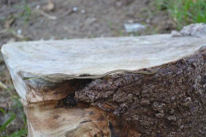 snake
