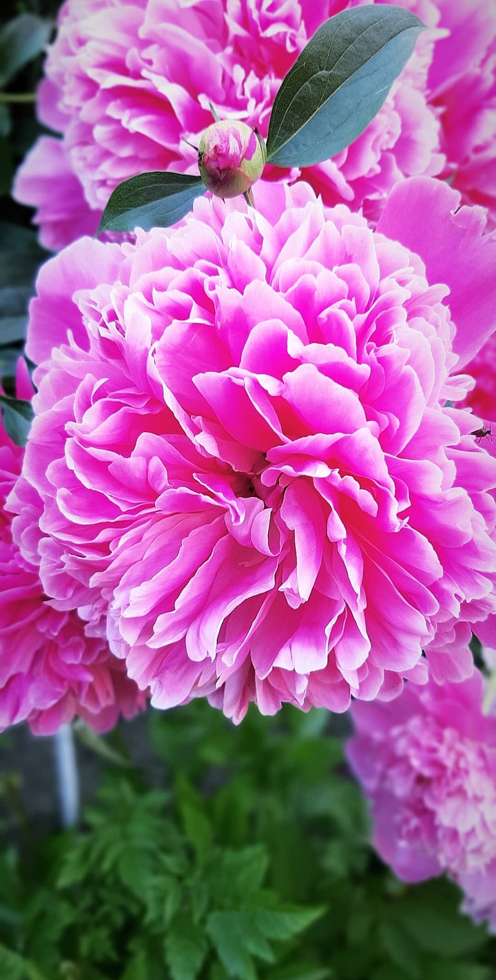 Peony