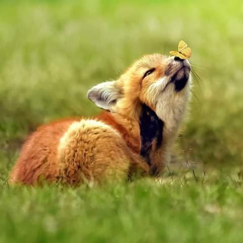 Fox :)