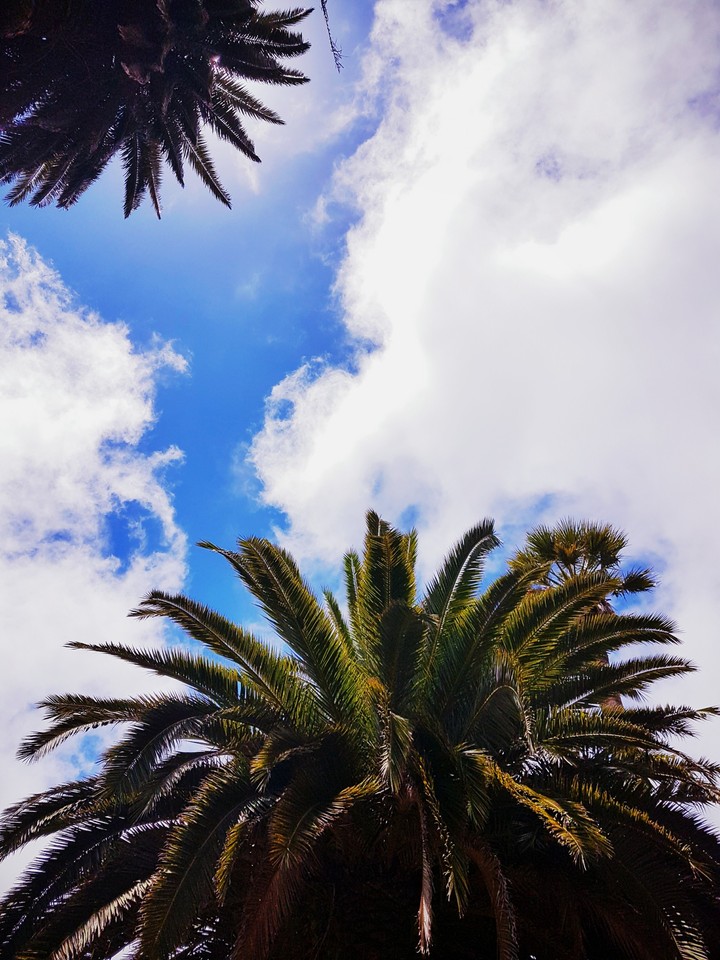 Palm Tree