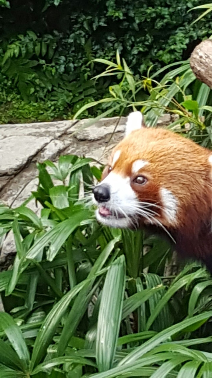 Red Panda