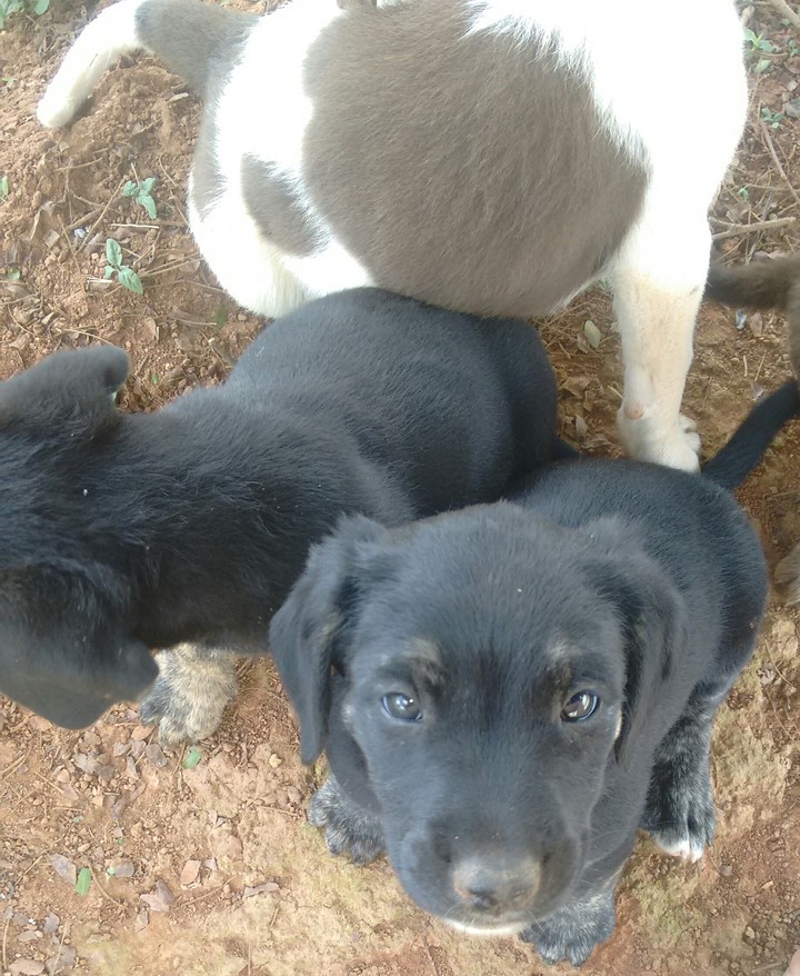 gosto muito de cachorro 