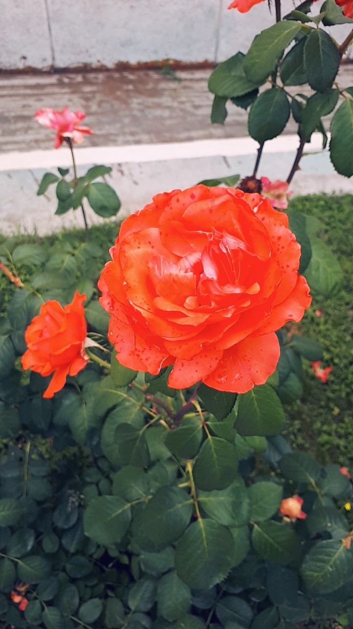 Coral rose