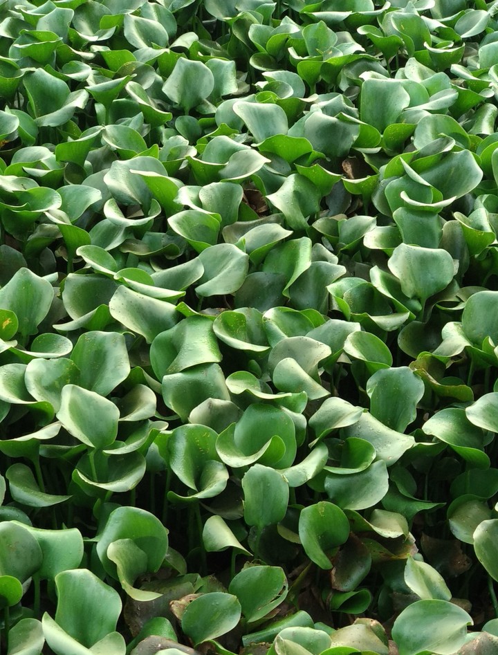 leaves