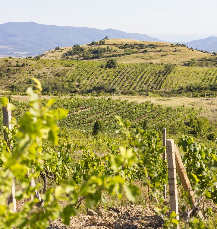 Vineyards