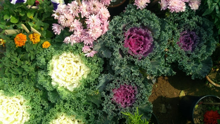 show plants