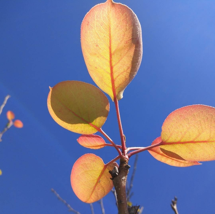 Leaf