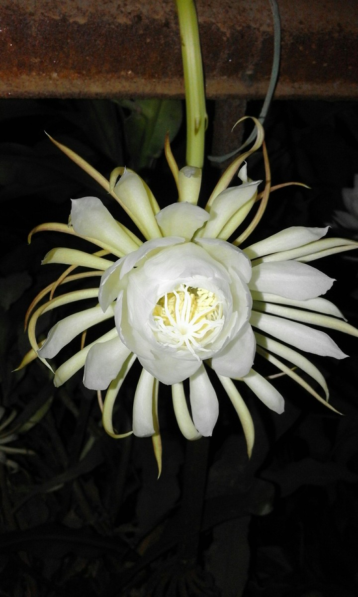 Bhramakamal