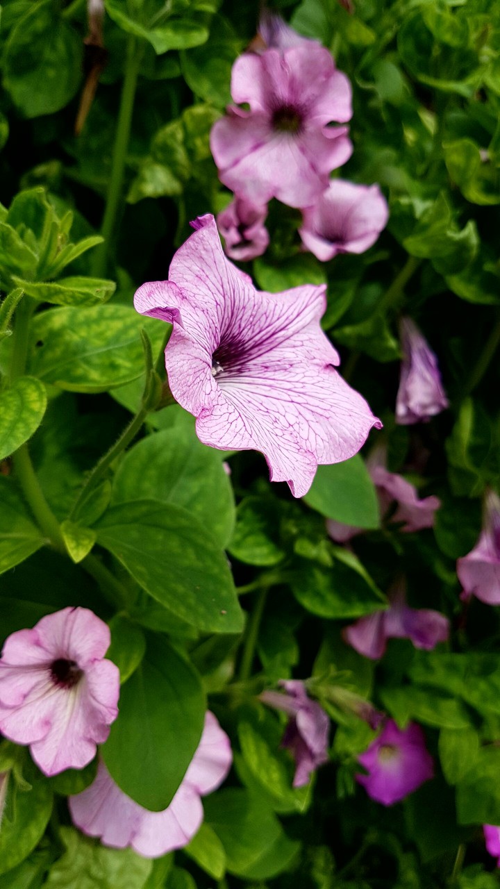 nature's beauty