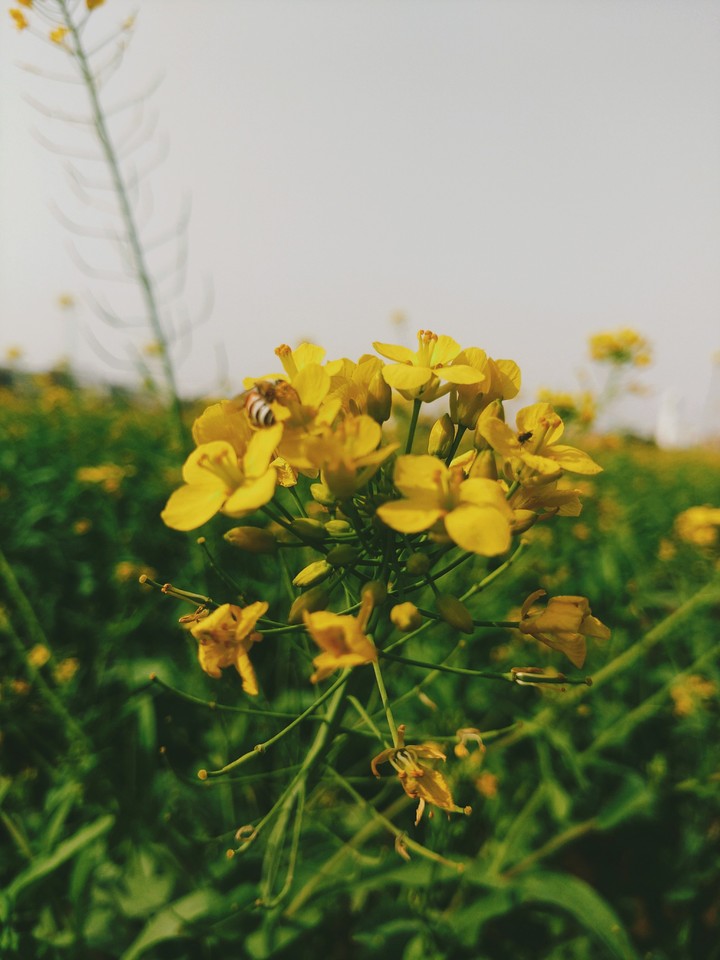 nature