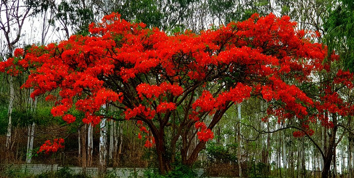 full bloom
